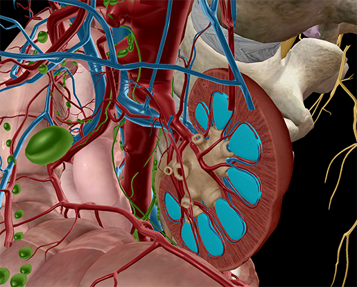 ap-anatomy-physiology-kidneys-renal-pyramids-urinary-system